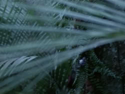 extant_HerculesAndTheAmazonWomen_0272