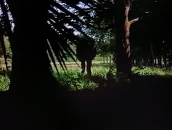 extant_HerculesAndTheAmazonWomen_0383