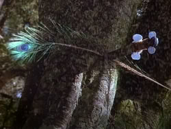 extant_HerculesAndTheAmazonWomen_1111
