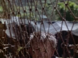 extant_HerculesAndTheAmazonWomen_1967