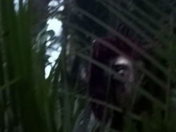 extant_HerculesAndTheAmazonWomen_2269