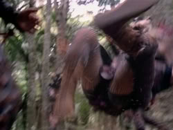 extant_HerculesAndTheAmazonWomen_2342