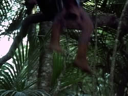 extant_HerculesAndTheAmazonWomen_2380