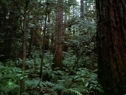 extant_HerculesAndTheAmazonWomen_2398