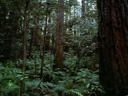 extant_HerculesAndTheAmazonWomen_2399