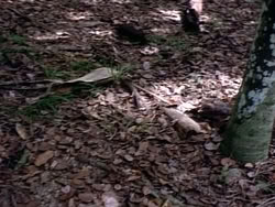 extant_HerculesAndTheAmazonWomen_2417