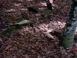 extant_HerculesAndTheAmazonWomen_2447