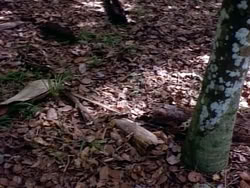 extant_HerculesAndTheAmazonWomen_2448