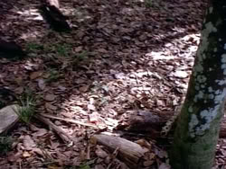 extant_HerculesAndTheAmazonWomen_2449