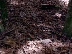 extant_HerculesAndTheAmazonWomen_2453