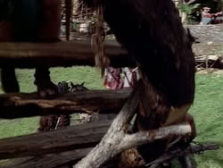 extant_HerculesAndTheAmazonWomen_2688