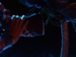 extant_HerculesAndTheAmazonWomen_4477