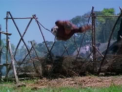 extant_HerculesAndTheAmazonWomen_5214