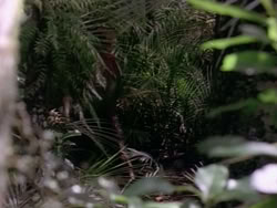 extant_HerculesAndTheAmazonWomen_5492