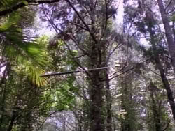 extant_HerculesAndTheAmazonWomen_5592