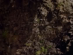 extant_HerculesAndTheAmazonWomen_5726
