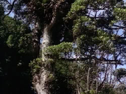 extant_HerculesAndTheLostKingdom_0937