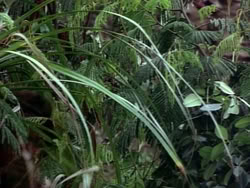 extant_HerculesAndTheLostKingdom_0961