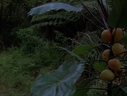 extant_HerculesAndTheLostKingdom_1247