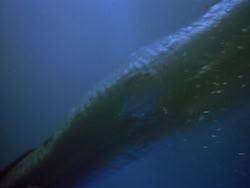 extant_HerculesAndTheLostKingdom_3457
