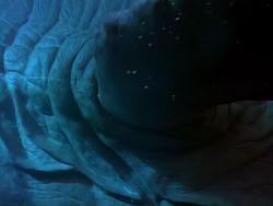 extant_HerculesAndTheLostKingdom_3479