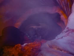 extant_HerculesAndTheLostKingdom_3512