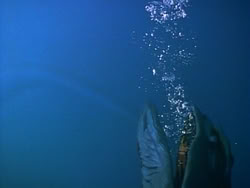 extant_HerculesAndTheLostKingdom_3524