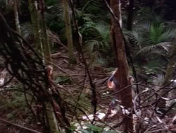 extant_HerculesAndTheLostKingdom_3620