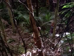 extant_HerculesAndTheLostKingdom_3622