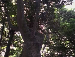 extant_HerculesAndTheLostKingdom_4818