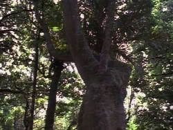 extant_HerculesAndTheLostKingdom_4820