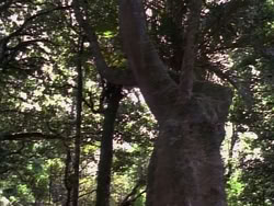 extant_HerculesAndTheLostKingdom_4821