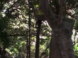 extant_HerculesAndTheLostKingdom_4822
