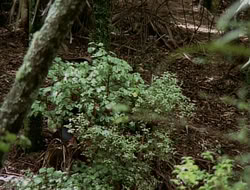 extant_HTLJ_1x12-TheGauntlet_02896
