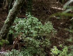 extant_HTLJ_1x12-TheGauntlet_02897