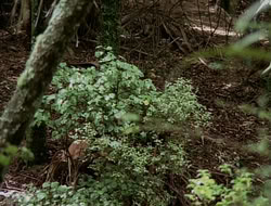 extant_HTLJ_1x12-TheGauntlet_02898