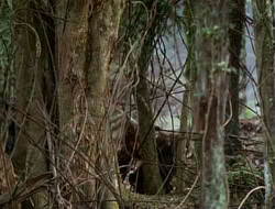 extant_HTLJ_1x12-TheGauntlet_02918