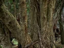 extant_HTLJ_1x12-TheGauntlet_02921
