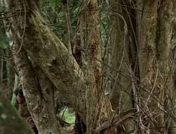 extant_HTLJ_1x12-TheGauntlet_02922