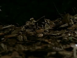extant_HTLJ_1x13-UnchainedHeart_02649