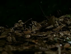 extant_HTLJ_1x13-UnchainedHeart_02650