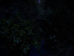 extant_HTLJ_3x12-Surprise_3056