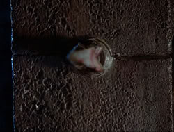 extant_HTLJ_3x12-Surprise_3925
