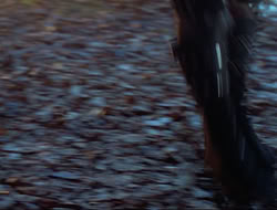 extant_HTLJ_3x12-Surprise_4054
