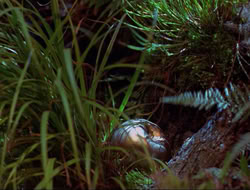 extant_HTLJ_3x12-Surprise_4178