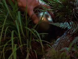 extant_HTLJ_3x12-Surprise_4202