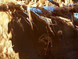extant_HTLJ_3x12-Surprise_4351