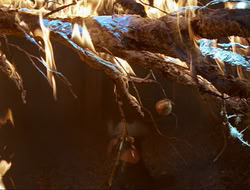 extant_HTLJ_3x12-Surprise_4354