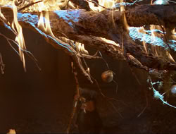 extant_HTLJ_3x12-Surprise_4355