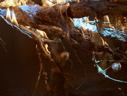 extant_HTLJ_3x12-Surprise_4357